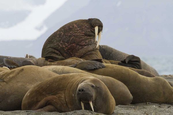 Norway, Prins Karls Forland Walruses resting